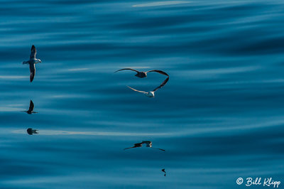 Fulmars, Western Greenland  4