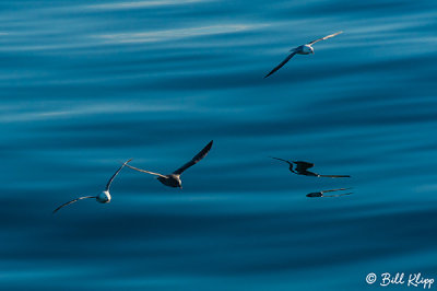 Fulmars, Western Greenland  3