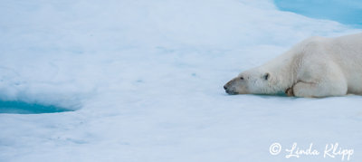 Watching the Seal breathing hole, Davis Straight Baffin Island 1