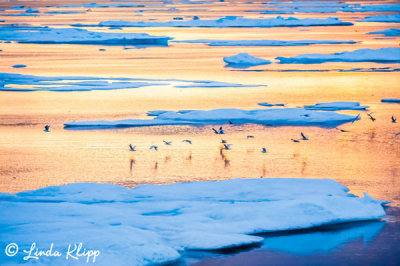 Icebergs,  Davis Straight Baffin Island  2