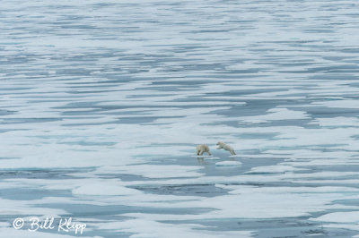 Polar Bear,  Lancaster Sound  1