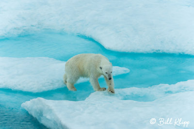 Polar Bear, Home Bay Baffin Island   7