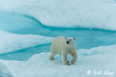Polar Bear, Home Bay Baffin Island   8