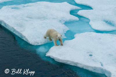 Polar Bear, Home Bay Baffin Island   9