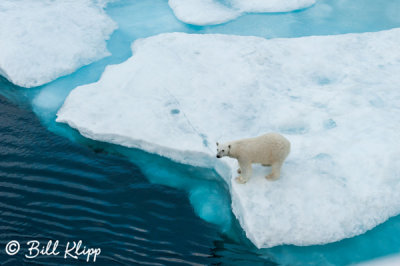 Polar Bear, Home Bay Baffin Island   10