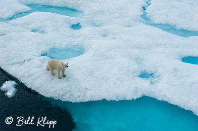 Polar Bear, Home Bay Baffin Island   11