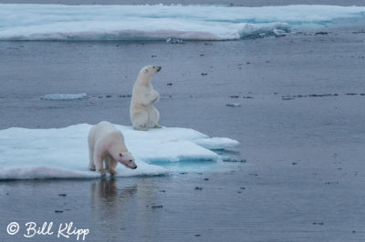 Polar Bears, Home Bay Baffin Island   13