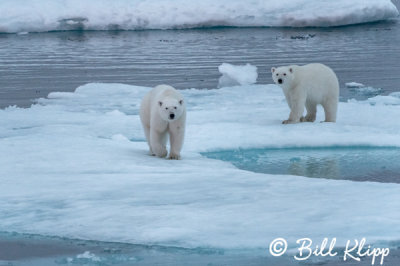 Polar Bears, Home Bay Baffin Island   14