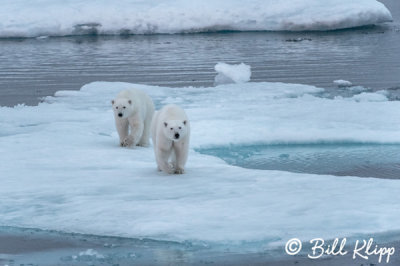 Polar Bears, Home Bay Baffin Island   15