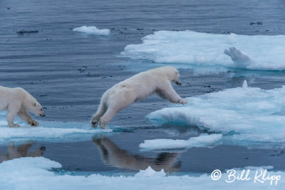 Leaping Polar Bear, Home Bay Baffin Island  1