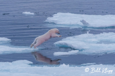 Leaping Polar Bear, Home Bay Baffin Island  2