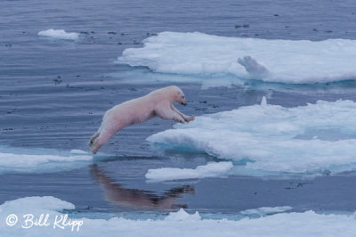 Leaping Polar Bear, Home Bay Baffin Island  3