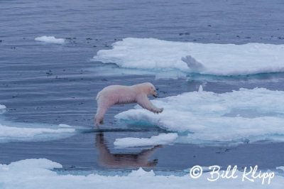 Leaping Polar Bear, Home Bay Baffin Island  4