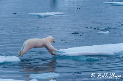 Leaping Polar Bear, Home Bay Baffin Island  5