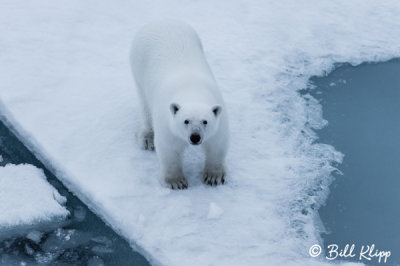 Polar Bear on the Ice,  Peel Sound  2