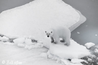 Polar Bear on the Ice,  Peel Sound  3