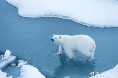 Polar Bear on the Ice,  Peel Sound  4