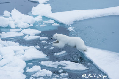 Polar Bear on the Ice,  Peel Sound  5