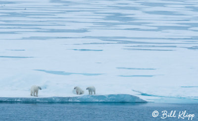 Polar Bears, Resolute Bay  1