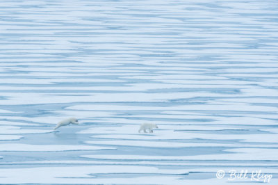 Polar Bears, Resolute Bay  2