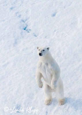 Polar Bear on the Ice, Prince Regent Inlet  4