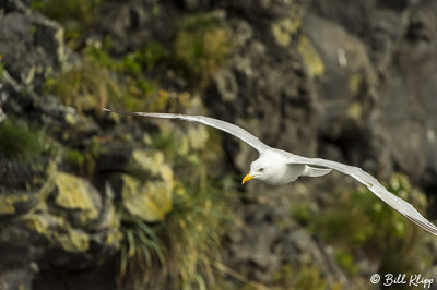 Gull, Dyrholaey Cliffs  1