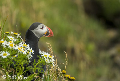 Atlantic Puffins, Dyrholaey Cliffs  17