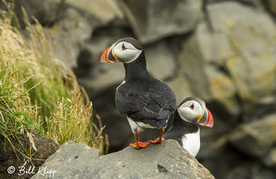 Atlantic Puffins, Dyrholaey Cliffs  33