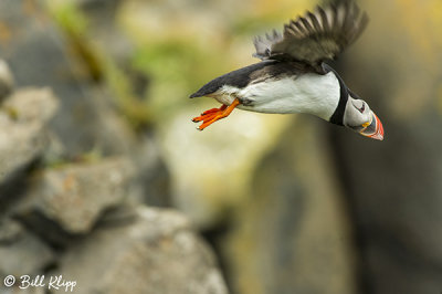 Atlantic Puffins, Dyrholaey Cliffs  35