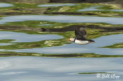 Atlantic Puffin, Reykjavik 2