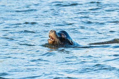 Sea Lion, Beaver Bay  2