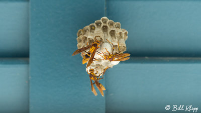 Paper Wasps Building Nest  1  