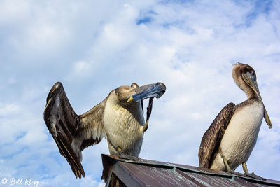 Brown Pelicans  1