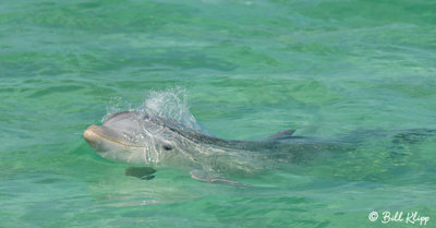 Bottlenose Dolphin, Jewfish Basin  1