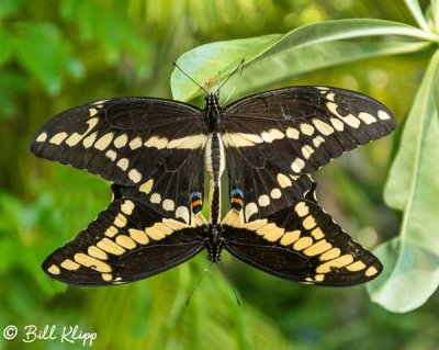 Mating Swallowtail Butterflies  1