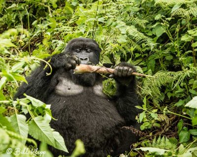 Mountain Gorillas, Hira Group  18