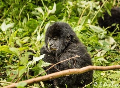 Mountain Gorillas, Hira Group  15