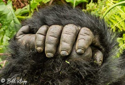 Mountain Gorillas, Hira Group  13