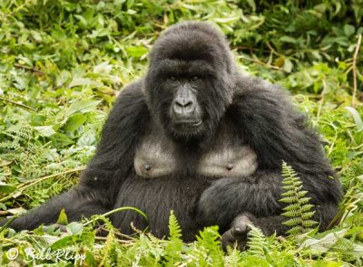 Mountain Gorillas, Hira Group  10