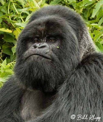 Mountain Gorillas, Hira Group  7