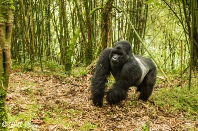 Mountain Gorilla,  Kwitonda Gorilla Group   