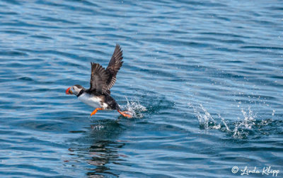 Puffin, Reykjavik 2