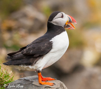 Puffin,  Dyrholey Cliffs  8