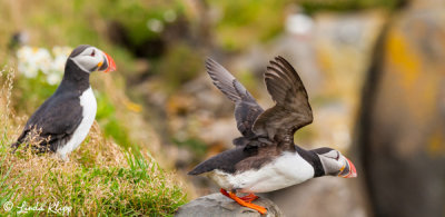 Puffins, Dyrholey Cliffs  9