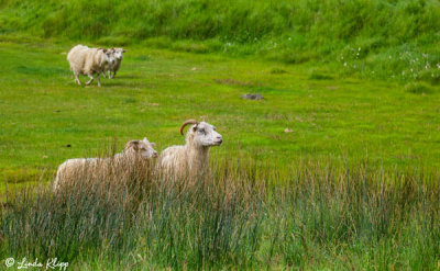 Sheep, Southeast Coast  2