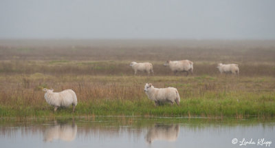 Sheep, Southeast Coast  1