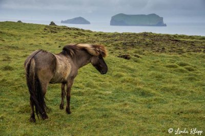 Icelandic Horse, Westman Islands  3