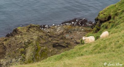 Sheep,  WestmanIslands  3