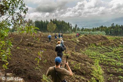 Mountain Gorilla Trekking  8