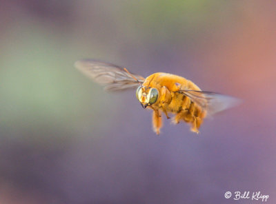 Male Valley Carpenter Bee, (Xylocopa varipuncta) 1
